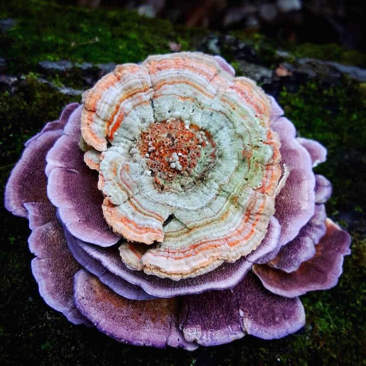 mushroomninja5