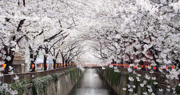 12 μαγικές φωτογραφίες με ανθισμένες Ιαπωνικές κερασιές (sakura)