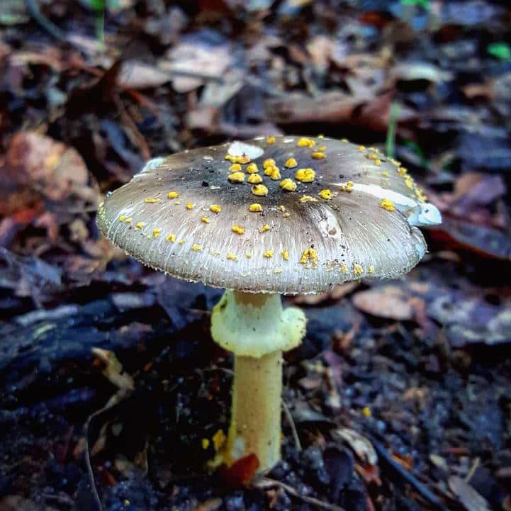 mushroomninja16