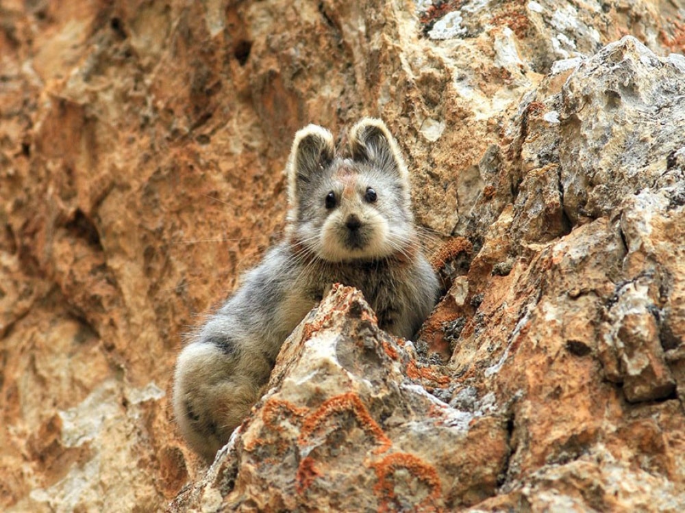 754505-1000-1458640368-rare-endangered-animal-teddy-bear-magic-rabbit-ili-pika-china-1