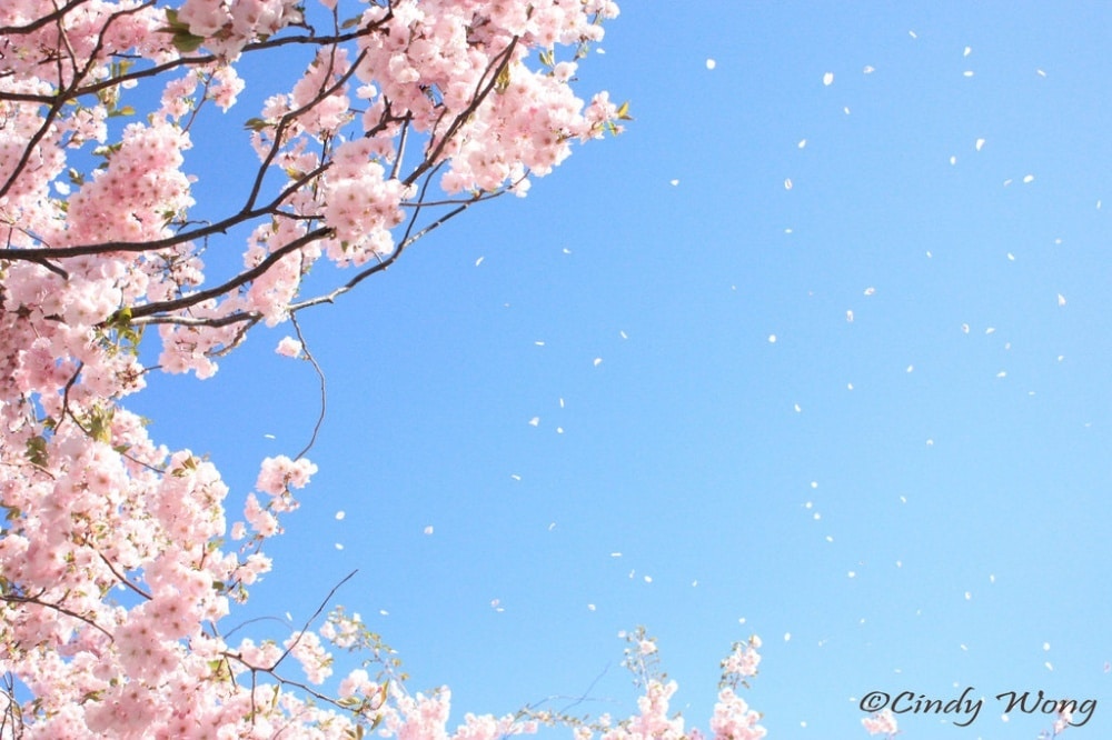 606305-1000-1458119058-4385555-R3L8T8D-1000-sakura_tree_i_by_shcy-d5diuu2