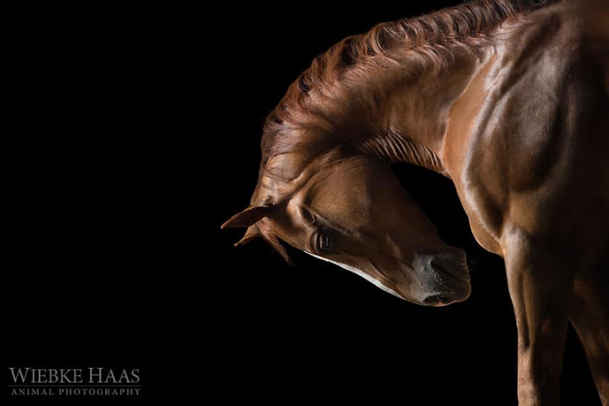 Quarter-Horse-Studio-Pferdefotografie_CE9Q1356__880