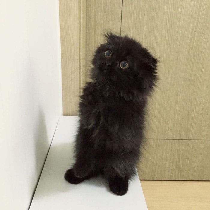 big-cute-eyes-cat-black-scottish-fold-gimo-1room1cat-211