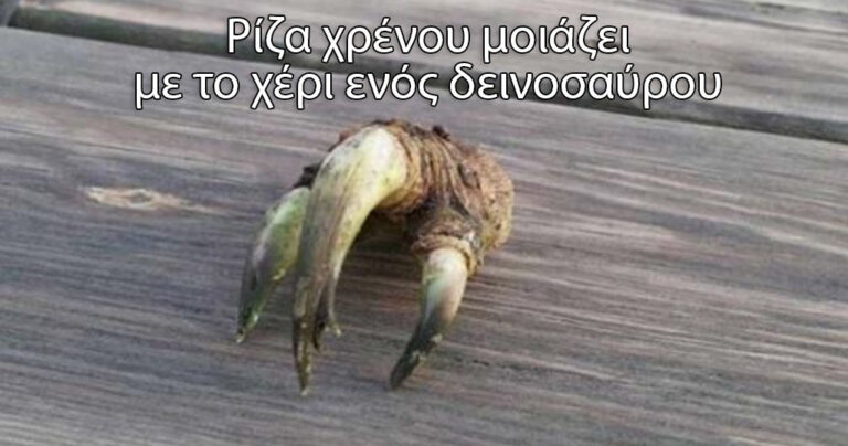18 πράγματα που μοιάζουν με κάτι εντελώς διαφορετικό!