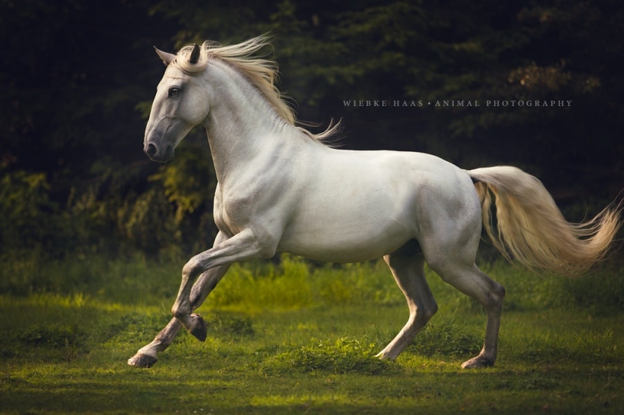 460505-900-1457809464-Pferdefotografie-Lusitano-Schimmel__E9Q8904