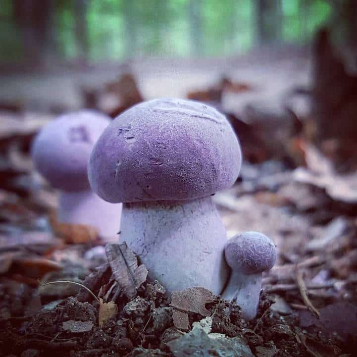 mushroomninja11