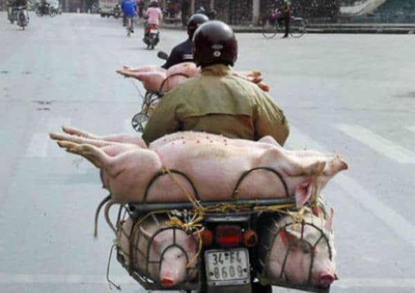 wtf-pig-transport1