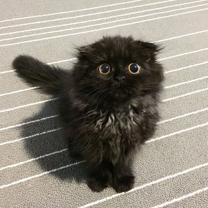 big-cute-eyes-cat-black-scottish-fold-gimo-1room1cat-271