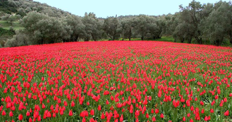 Λαλάδες: Οι τουλίπες που φυτρώνουν μόνο στη Χίο και πουθενά αλλού στον κόσμο σε ένα υπέροχο βίντεο