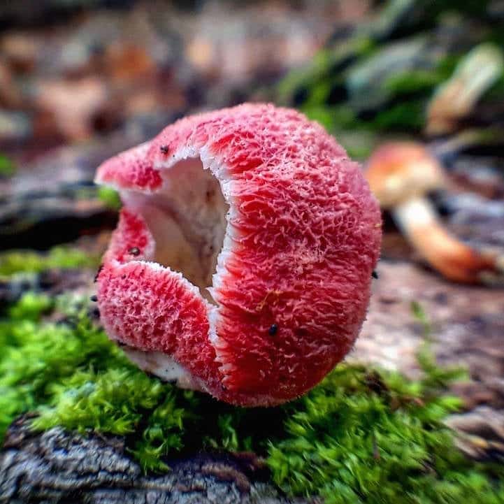 mushroomninja7