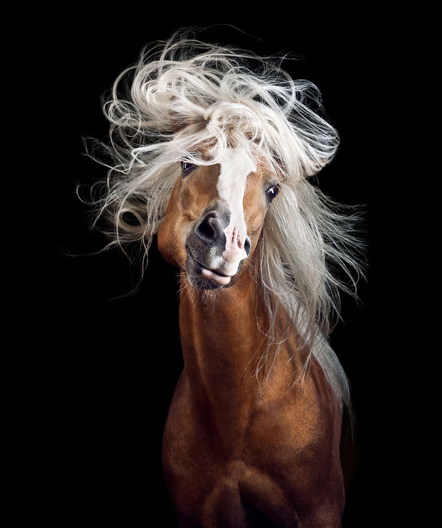 Instead-Of-Getting-A-Boring-Office-Job-I-Followed-My-Dream-To-Become-A-Horse-Photographer1__880