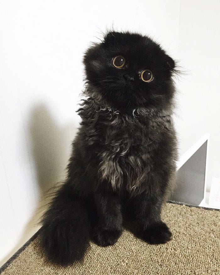 big-cute-eyes-cat-black-scottish-fold-gimo-1room1cat-201