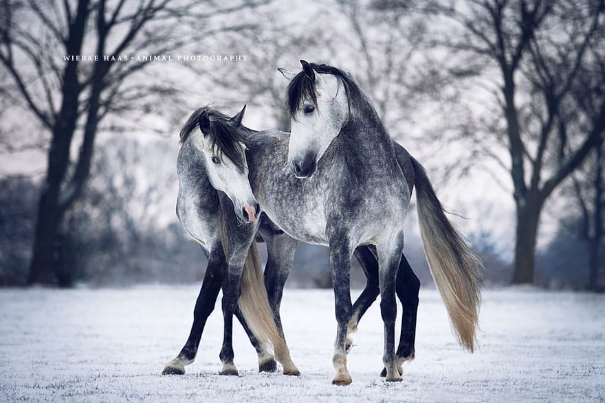 how-a-childhoods-dream-became-reality-working-with-horses-15