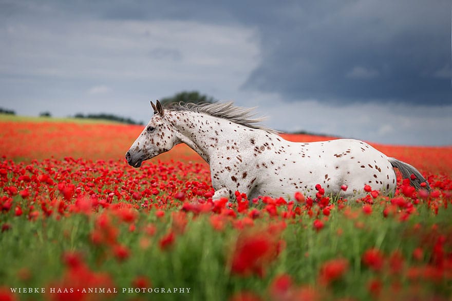 how-a-childhoods-dream-became-reality-working-with-horses-14