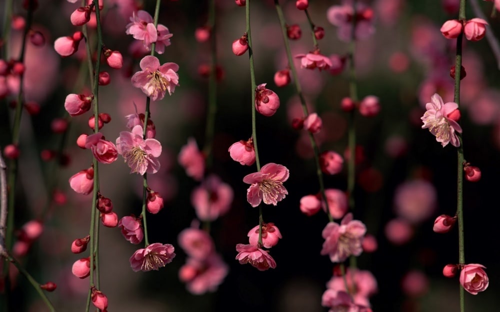 606405-1000-1458119058-4381355-R3L8T8D-1000-sakura-blossom-awesome-spring-flowers-nature_179469