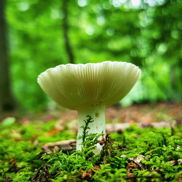 mushroomninja8