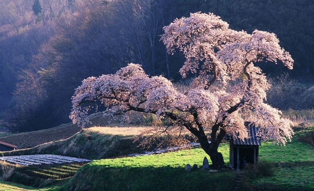 606155-1000-1458119058-4391155-R3L8T8D-1000-spring_in_japan-wallpaper-1920x1200