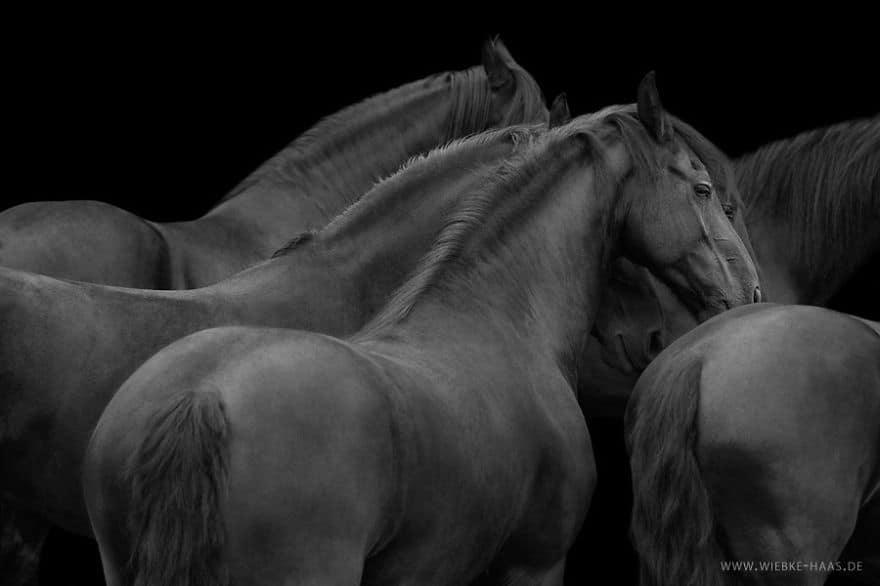 Instead-Of-Getting-A-Boring-Office-Job-I-Followed-My-Dream-To-Become-A-Horse-Photographer4__880