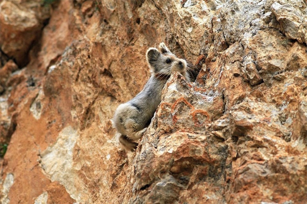 754705-1000-1458640368-rare-endangered-animal-teddy-bear-magic-rabbit-ili-pika-china-3