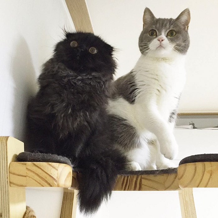 big-cute-eyes-cat-black-scottish-fold-gimo-1room1cat-40