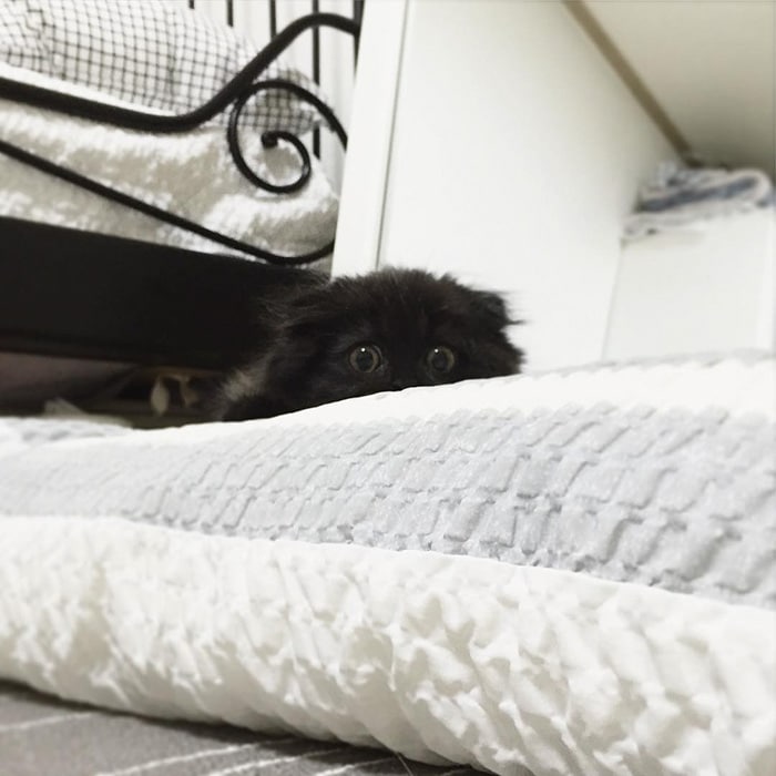 big-cute-eyes-cat-black-scottish-fold-gimo-1room1cat-46