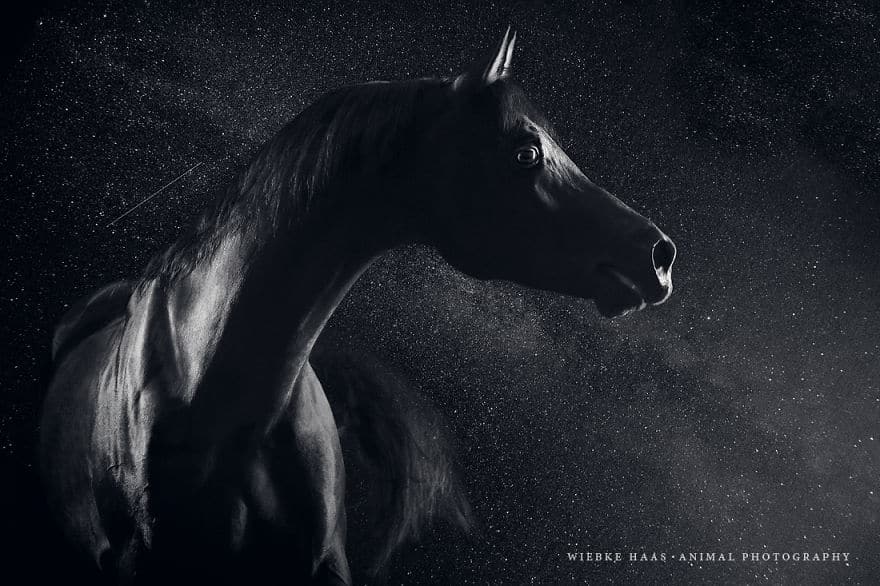 Instead-Of-Getting-A-Boring-Office-Job-I-Followed-My-Dream-To-Become-A-Horse-Photographer6__880