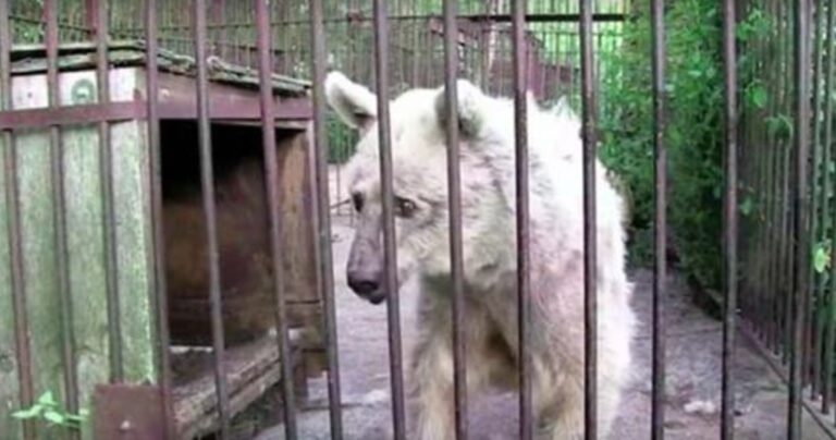 Η διάσωση και η εντυπωσιακή μεταμόρφωση μιας αρκούδας!