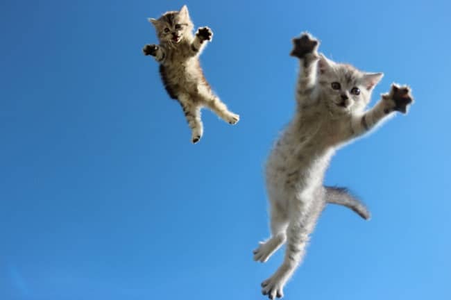 11779560-R3L8T8D-650-funny-jumping-cats-103__880