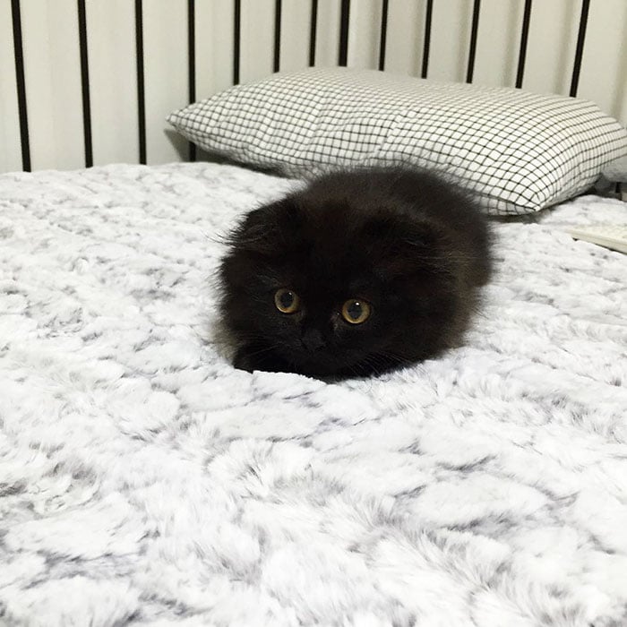 big-cute-eyes-cat-black-scottish-fold-gimo-1room1cat-311