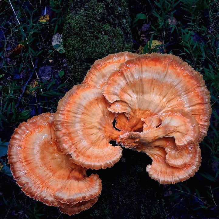 mushroomninja12