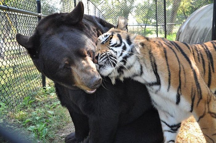 lion-tiger-bear-unusual-friendship-animal-shelter-georgia-1