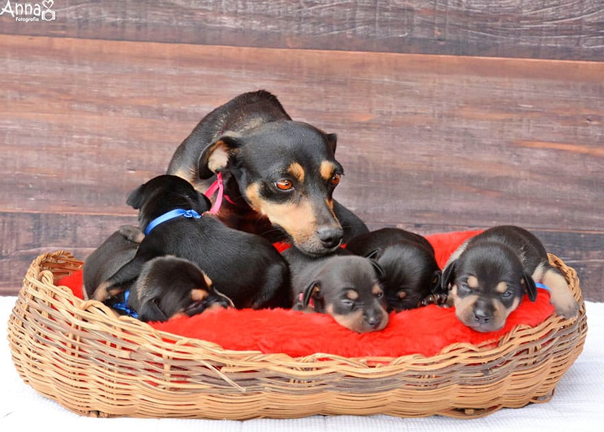 dog-maternity-photoshoot-puppies-lilica-ana-paula-grillo-13