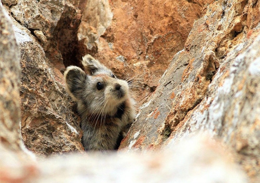 754755-1000-1458640368-rare-endangered-animal-teddy-bear-magic-rabbit-ili-pika-china-4