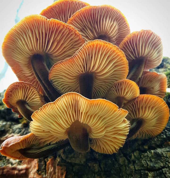 mushroomninja6