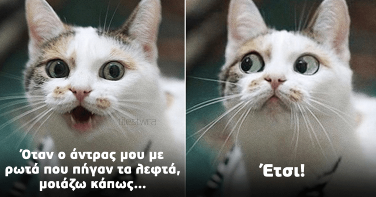 15 ξεκαρδιστικές γάτες με ανθρώπινες εκφράσεις προσώπου