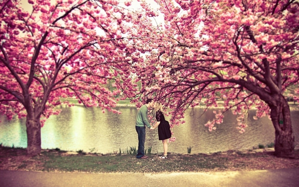 606105-1000-1458119058-4379105-R3L8T8D-1000-sakura-tree-flower-spring-pond-couple-kiss-love-nature