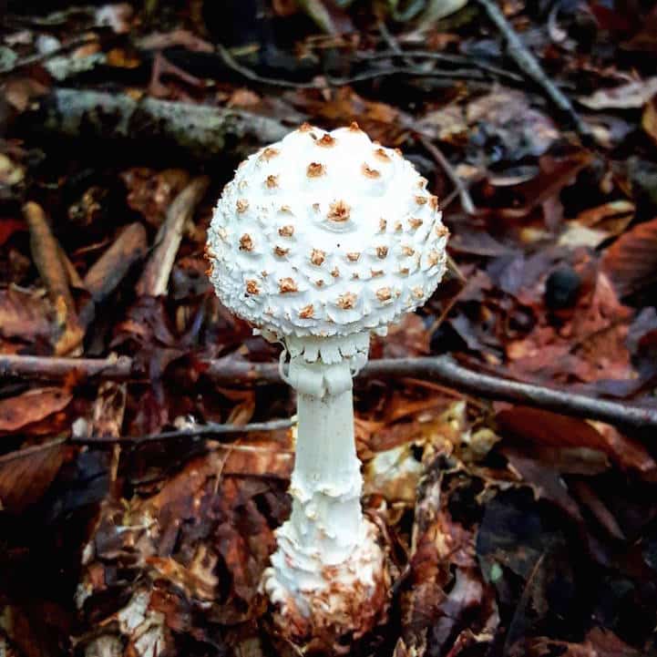 mushroomninja20