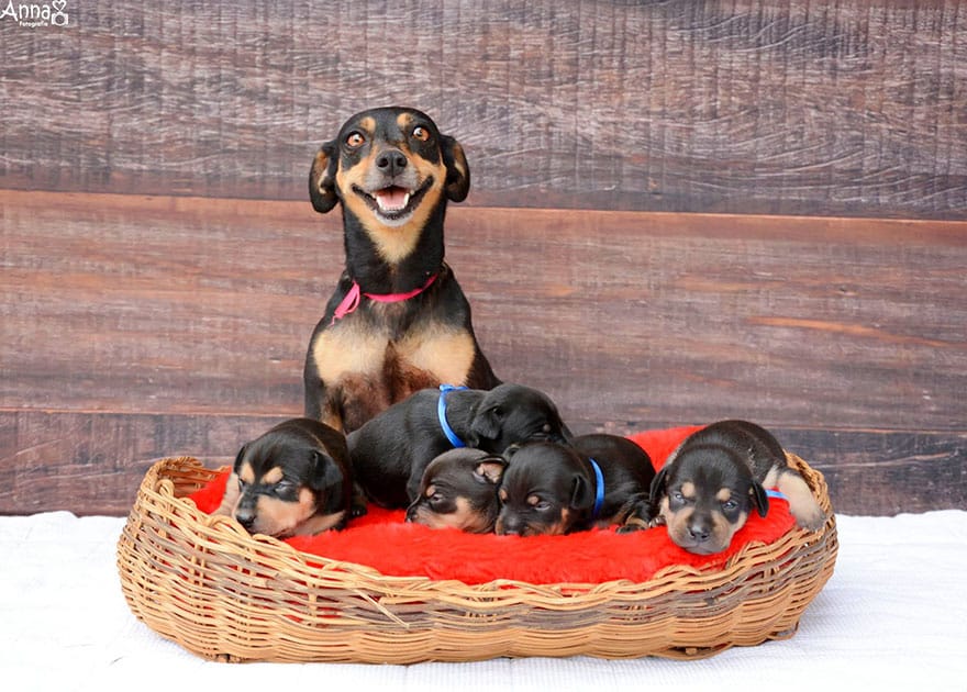 dog-maternity-photoshoot-puppies-lilica-ana-paula-grillo-1