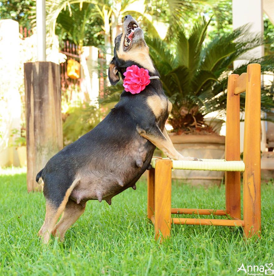 dog-maternity-photoshoot-puppies-lilica-ana-paula-grillo-9