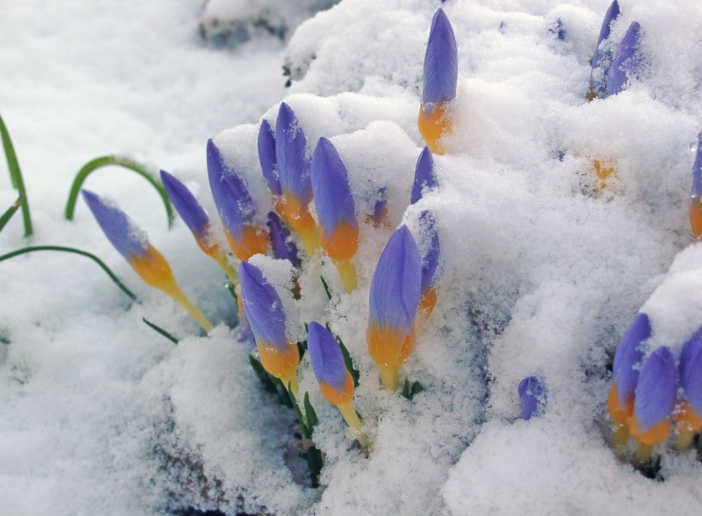 7049360-1000-1456986769-crocus_snow1