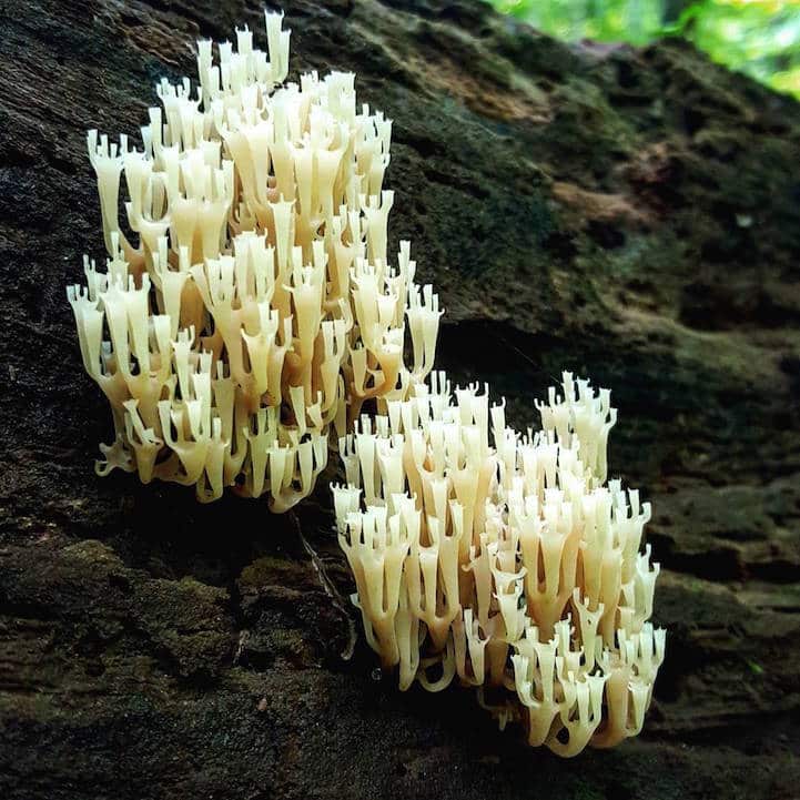 mushroomninja4