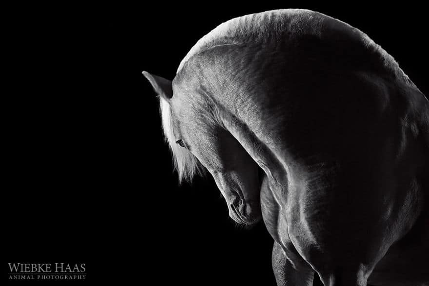 Instead-Of-Getting-A-Boring-Office-Job-I-Followed-My-Dream-To-Become-A-Horse-Photographer3__880