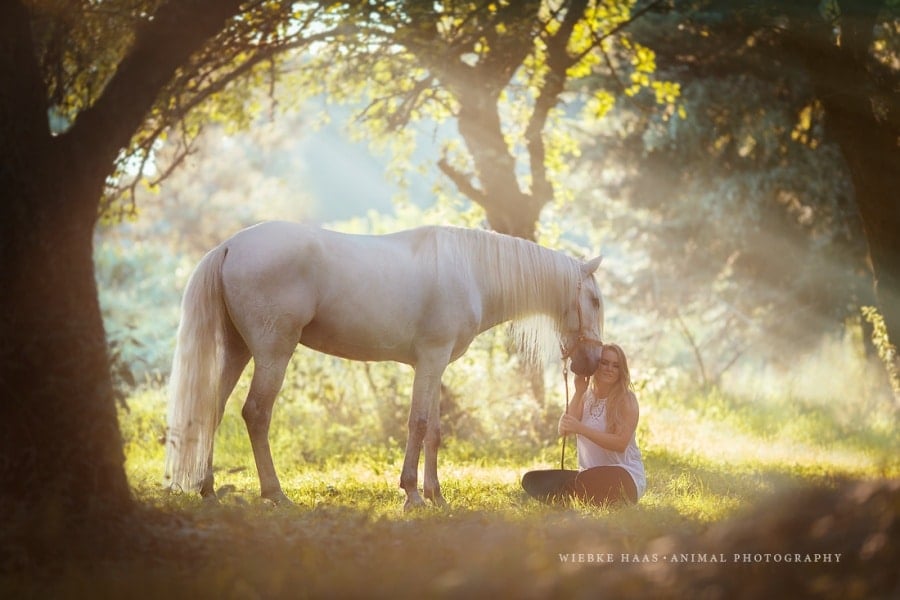 460205-900-1457809464-Pferdefotografie-Lusitano-Schimmel_E9Q9135