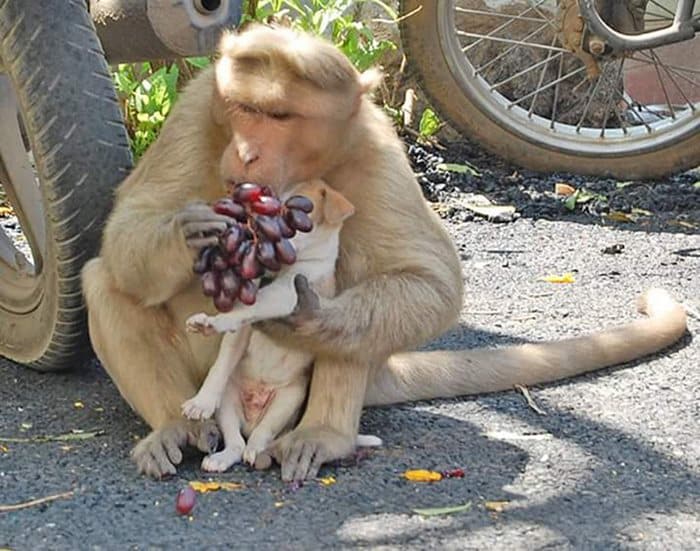 Μια μαϊμού υιοθέτησε ένα αδέσποτο κουτάβι, το προστατεύει από τα σκυλιά και το αφήνει να τρώει πρώτο