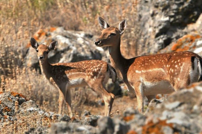 Λήμνος: Βουτιές παρέα με τα ροζ φλαμίνγκο.