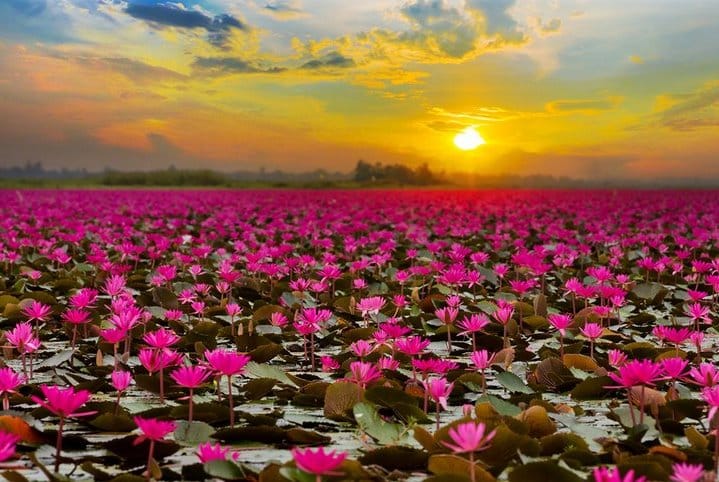 Μια λίμνη γεμάτη με ροζ λωτούς! Ένα υπερθέαμα της φύσης στην Ταϊλάνδη