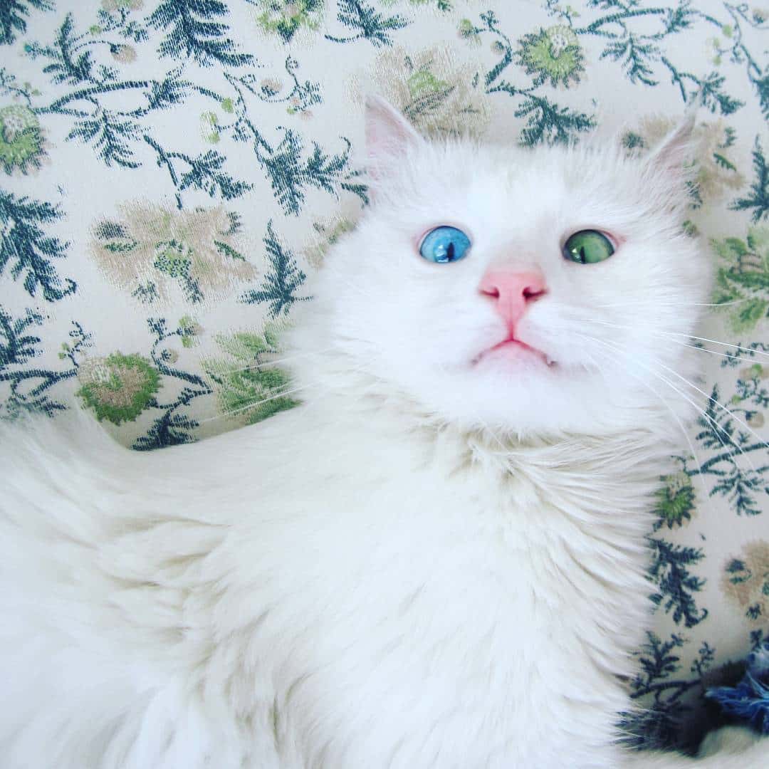 heterochromia-cat-cross-eyed-alos-20