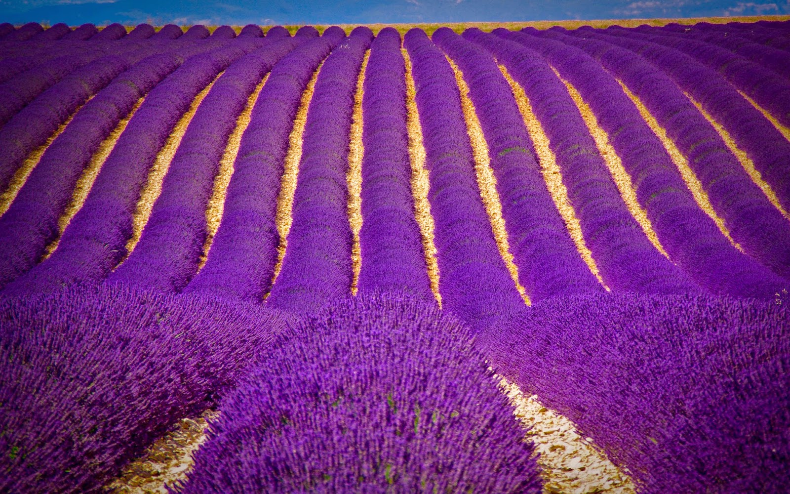 top10-lavender