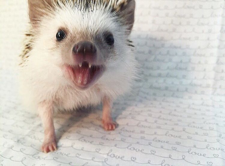 vampire-hedgehog-fangs-hodge-huffington-36