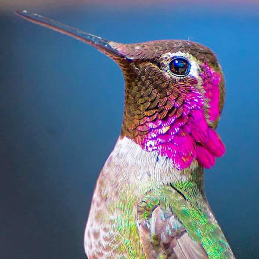 hummingbird-photography-tracy-johnson-california-45-850x850